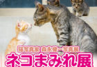 毎日ネコを追いかけ続ける猫写真家、モリケンさんの写真展「ネコまみれ展」が山口県で初開催