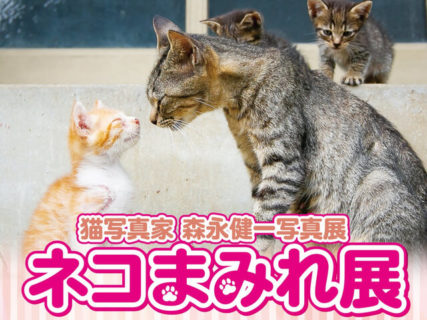 毎日ネコを追いかけ続ける猫写真家、モリケンさんの写真展「ネコまみれ展」が山口県で初開催