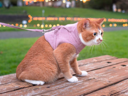 災害時のネコ脱走防止に！着せやすくて脱がせやすい猫専用ハーネスが6色カラーで展開