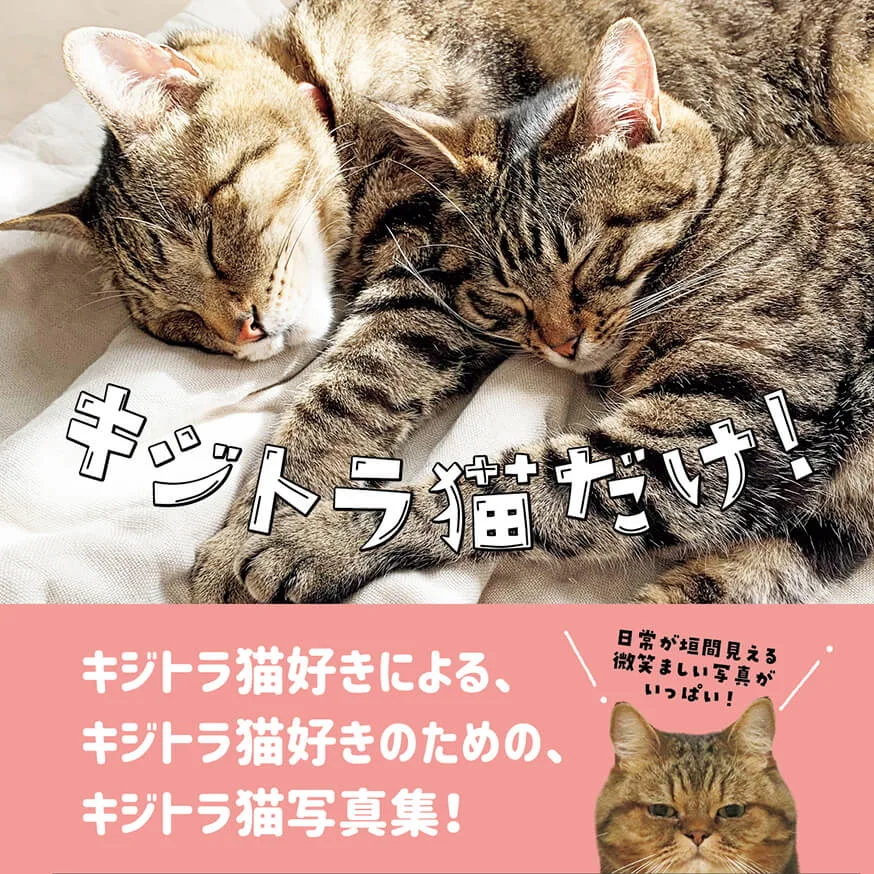 キジトラ猫は好きですか キジトラ キジシロ柄の猫だけを収録したマニア向け写真集が登場 Cat Press キャットプレス