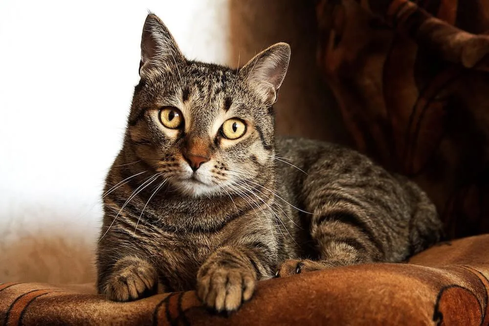 キジトラ猫は好きですか キジトラ キジシロ柄の猫だけを収録したマニア向け写真集が登場 Cat Press キャットプレス