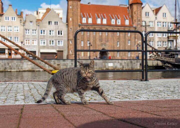 「世界の旅猫カレンダー2021」の2月に登場するポーランド（グダンスク）の猫 by 犬猫写真家・新美敬子