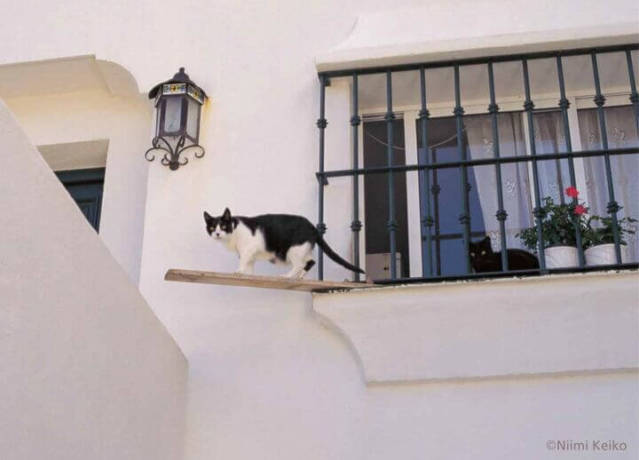 「世界の旅猫カレンダー2021」の3月に登場するスペイン（ミハス）の猫 by 犬猫写真家・新美敬子