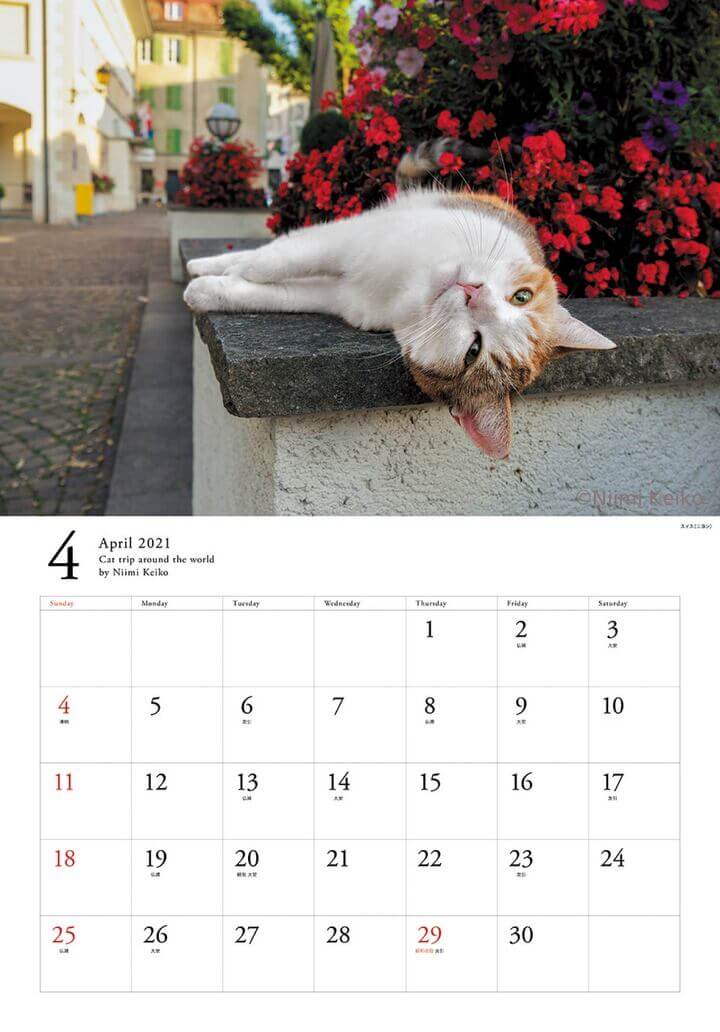 「世界の旅猫カレンダー2021」の4月に登場するスイス（ニヨン）の猫 by 犬猫写真家・新美敬子
