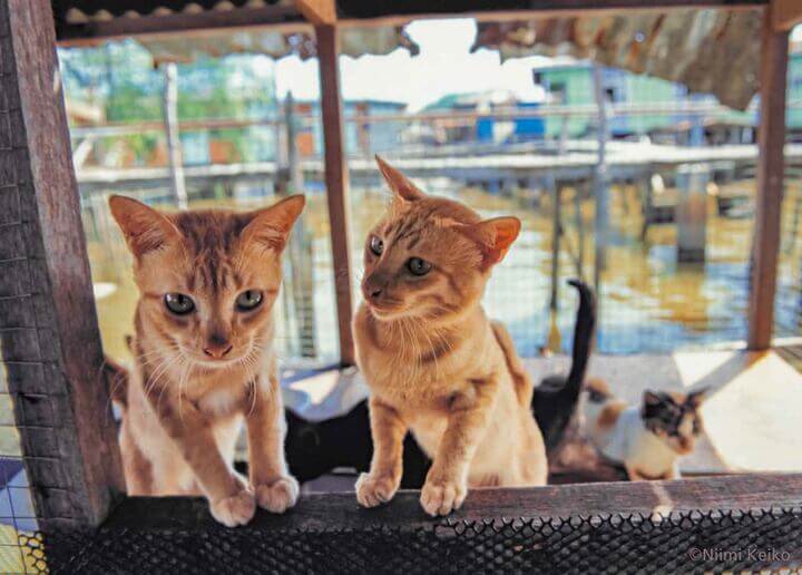 「世界の旅猫カレンダー2021」の7月に登場するブルネイ（バンダル・スリ・ブガワン）の猫 by 犬猫写真家・新美敬子