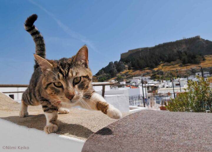 「世界の旅猫カレンダー2021」の11月に登場するブルネイギリシャ（ロドス島）の猫 by 犬猫写真家・新美敬子