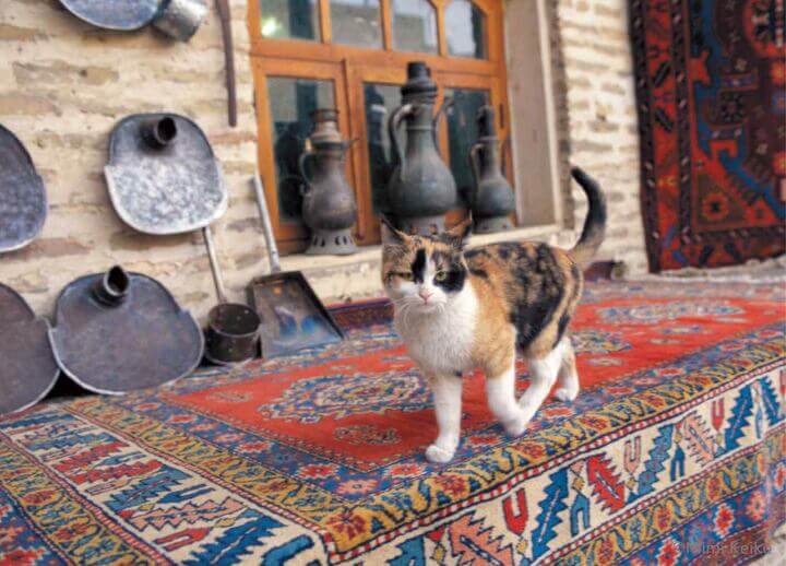 「世界の旅猫カレンダー2021」の12月に登場するウズベキスタン（ウルゲンチ）の猫 by 犬猫写真家・新美敬子