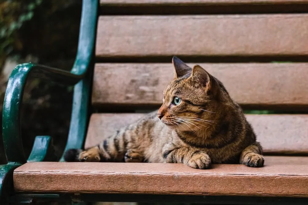 キジトラ猫は好きですか キジトラ キジシロ柄の猫だけを収録したマニア向け写真集が登場 Cat Press