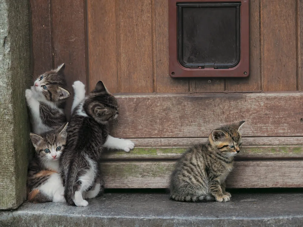 屋上で岩合さんのトーク＆サイン会も！世界の子猫写真150点を集めた 