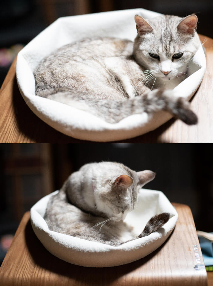 ドームを上から凹ませてお椀型にもなる猫用ベッド「CATSOLE（キャットソル）」
