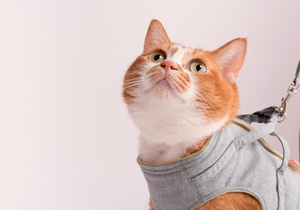猫が嫌がらないように上質な素材を使用した猫専用ハーネス「猫に優しいベスト型ハーネス」 by ぽぽねこ