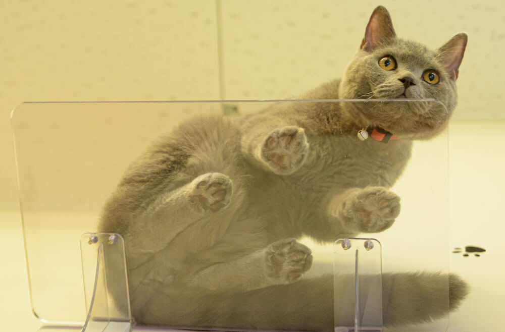 透明なキャットステップに乗った猫を下から見上げたイメージ by タカラ産業
