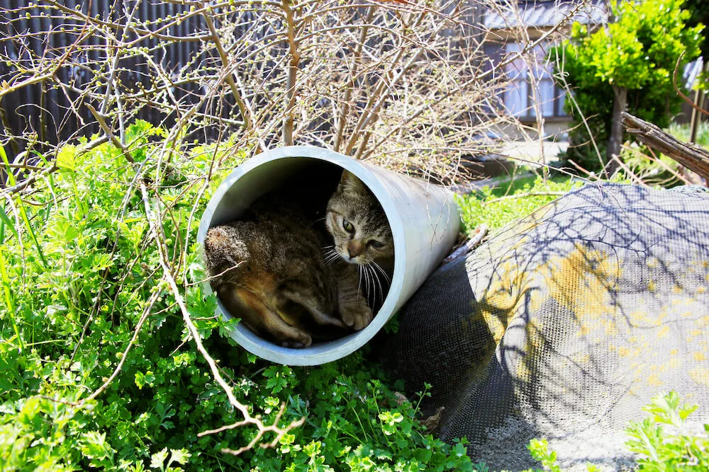 なぜ猫は潜ってしまうのか 穴に出入りする猫たちの決定的瞬間を捉えた写真集 あなねこ Cat Press キャットプレス