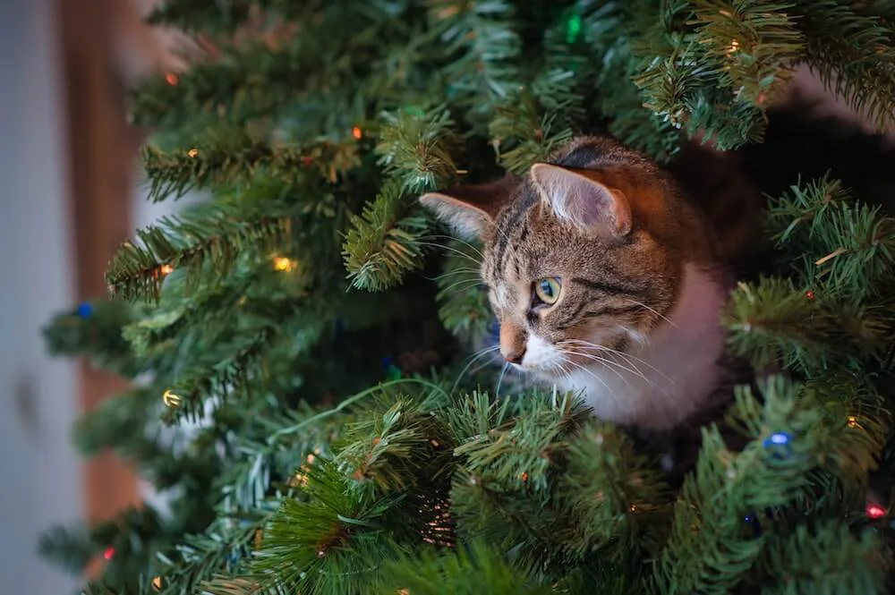 猫型のクリスマスケーキが3種類も一挙に登場 ねこねこチーズケーキのお店が予約をスタート Cat Press キャットプレス