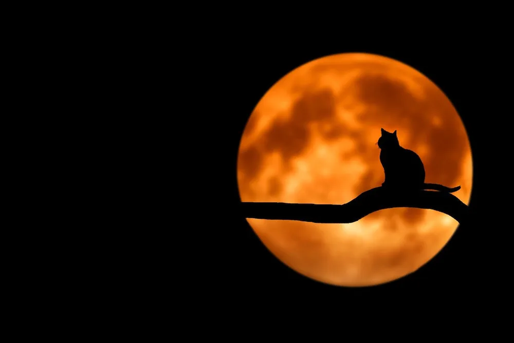 魔女の魔法で黒猫がハイヒールに変身 ハロウィン気分を盛り上げる可愛いギフトチョコが登場 Cat Press キャットプレス