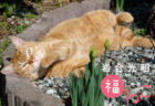 祝日には肉球マークもあるよ！猫を眺めて癒やされる「岩合光昭 福ねこ2021 カレンダー」