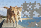 らぶ駅長や飛び猫がパズルに！Nintendo Switch用のパズルゲームに人気の猫写真が追加