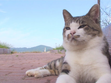 東北の猫島・田代島で愛された「ねこ太郎」とは？生前の姿を記録した映像がDVDで登場