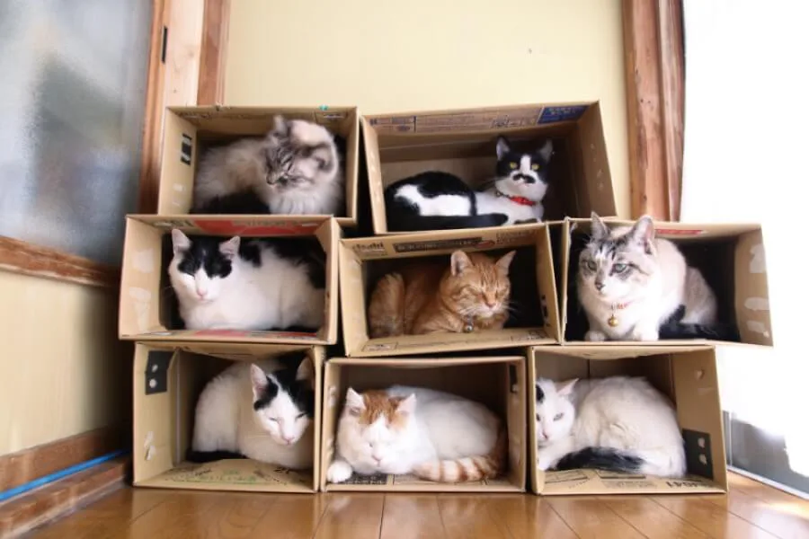 かご猫 のせ猫として人気を博した シロ の死去から約半年 総集編となる写真集が登場 Cat Press キャットプレス