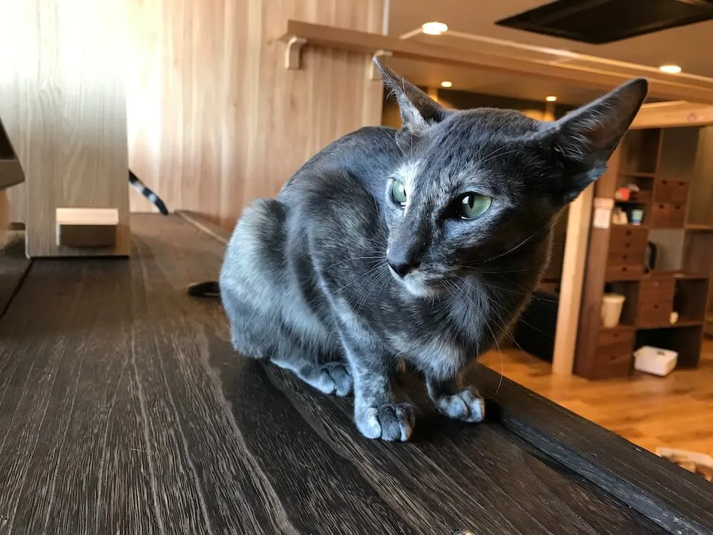 猫アレルギーだけど猫カフェに行きたい そんなニーズに応えるお店 Catshouseねこや Cat Press キャットプレス