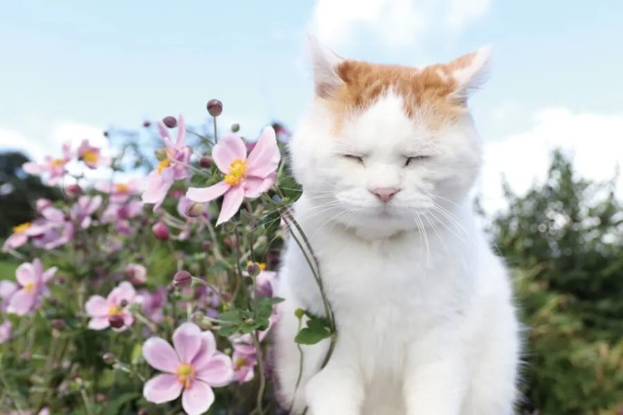 かご猫 のせ猫として人気を博した シロ の死去から約半年 総集編となる写真集が登場 Cat Press キャットプレス