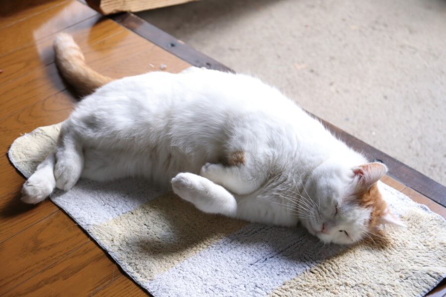かご猫・のせ猫として人気の白猫「シロ」のお昼寝シーン