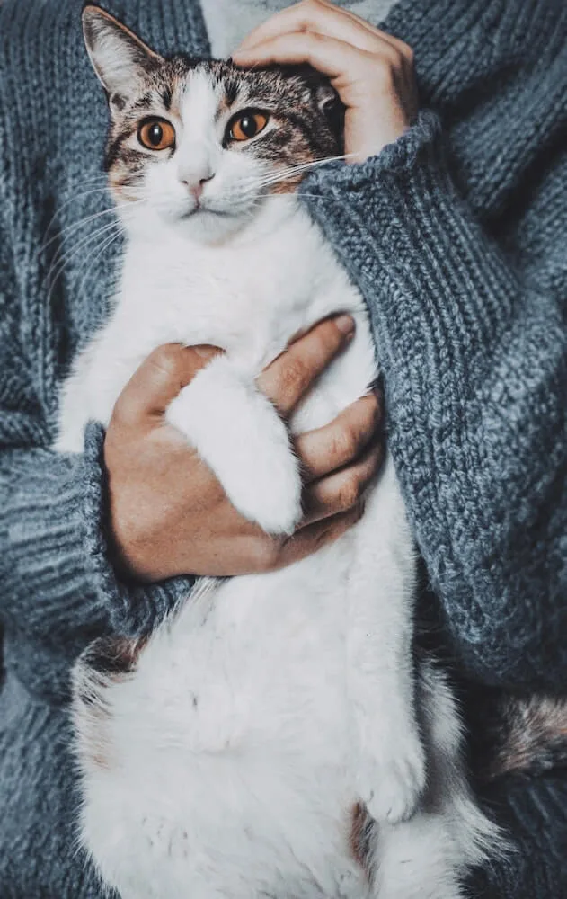 10/22はキャットリボンの日！愛猫の乳がんチェック方法も学べる啓発 
