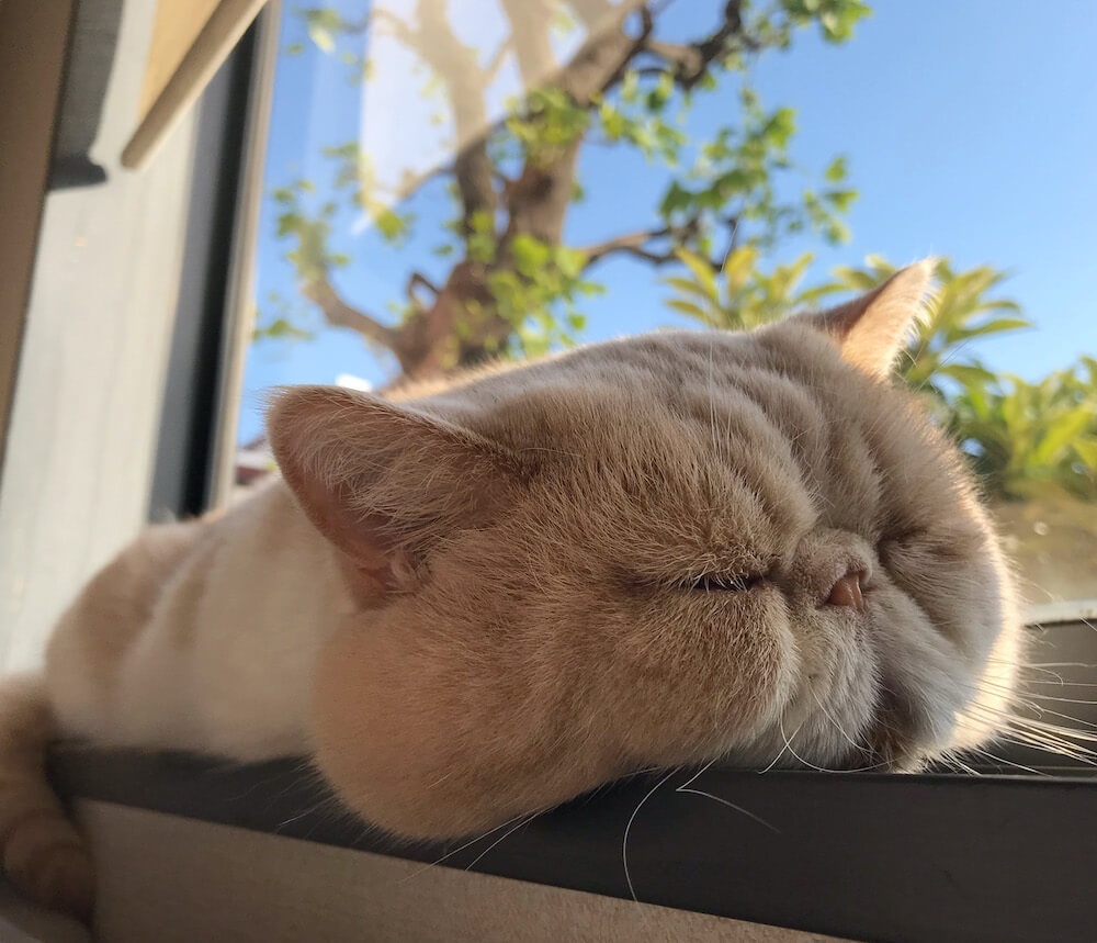 窓際で目を閉じて気持ちよさそうに眠る猫の写真 by ネズミイロのネコとバニラ