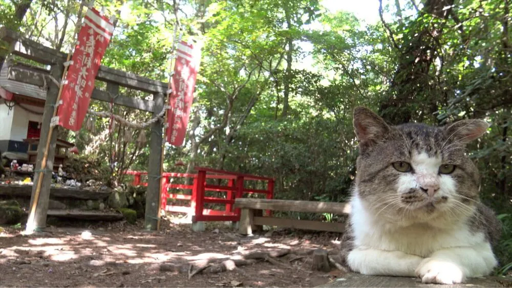 東北の猫島・田代島で愛された「ねこ太郎」とは？生前の姿を記録した