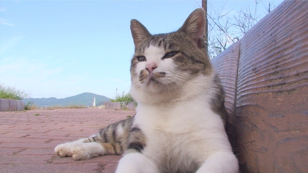 田代島で日向ぼっこをする人気猫・ねこ太郎の様子