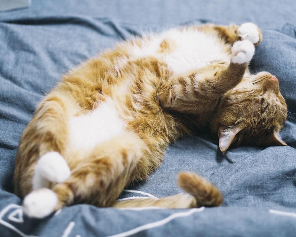 お腹を出して寝っ転がる猫の写真