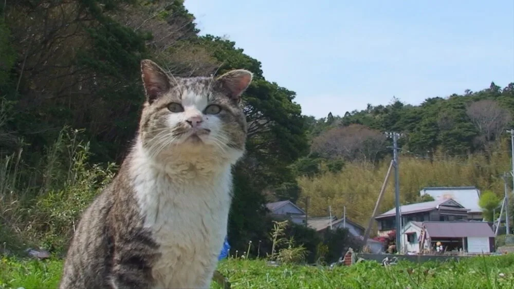 東北の猫島・田代島で愛された「ねこ太郎」とは？生前の姿を記録した