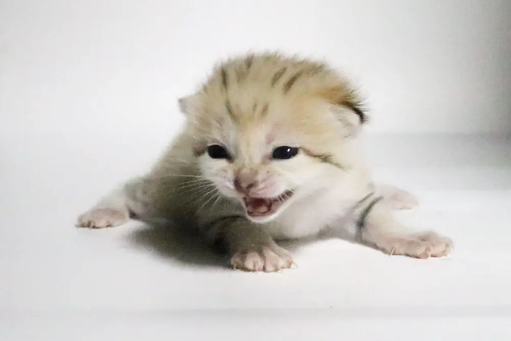 国内初の「スナネコ」ブラザーズ！神戸どうぶつ王国でもスナネコの