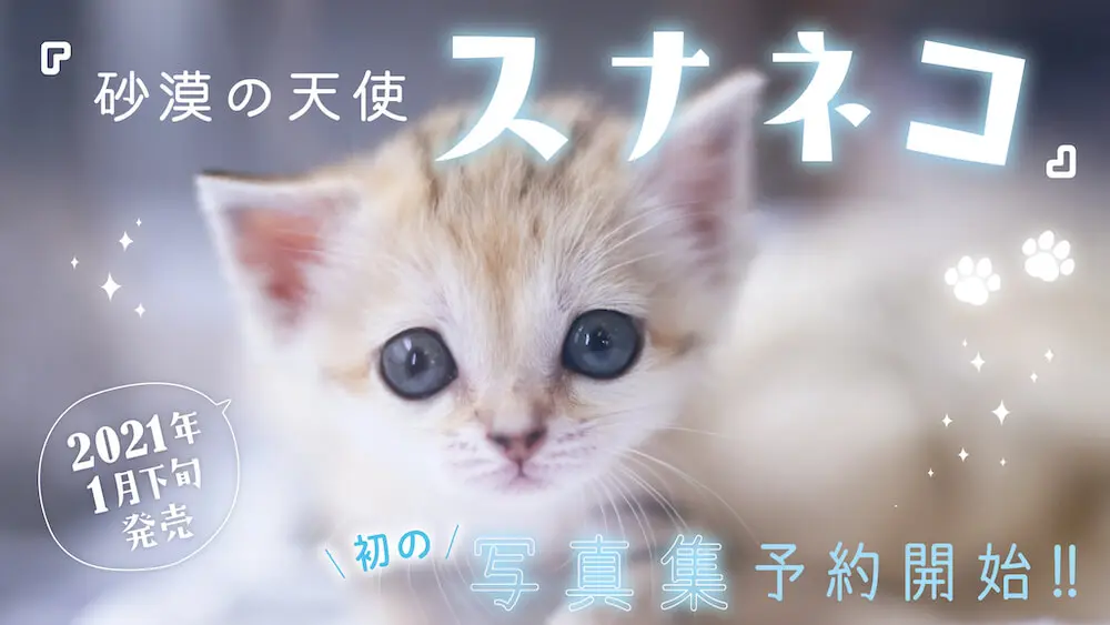 昨年ブレイクした砂漠の天使「スナネコ」待望の写真集が発売！成長記録