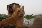 ミャンマーの猫が湖で豪快にダイブ！映画「岩合光昭の世界ネコ歩き」第2弾の予告映像が公開
