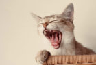 お家でできる愛猫のデンタルケア！ねこ専門医・服部幸獣医師のWEBセミナーが11/28に開催