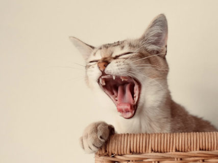 お家でできる愛猫のデンタルケア！ねこ専門医・服部幸獣医師のWEBセミナーが11/28に開催
