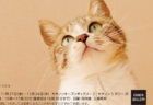 43名のネコ写真家による作品が集結！キヤノンのギャラリーで「ねこ写真展」が開催中
