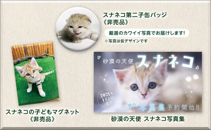 国内初の スナネコ ブラザーズ 神戸どうぶつ王国でもスナネコの赤ちゃんが2回目の誕生 Cat Press キャットプレス