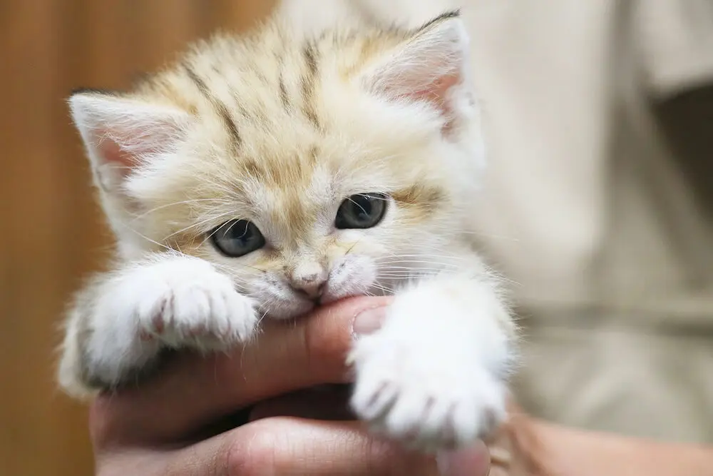 昨年ブレイクした砂漠の天使「スナネコ」待望の写真集が発売！成長記録