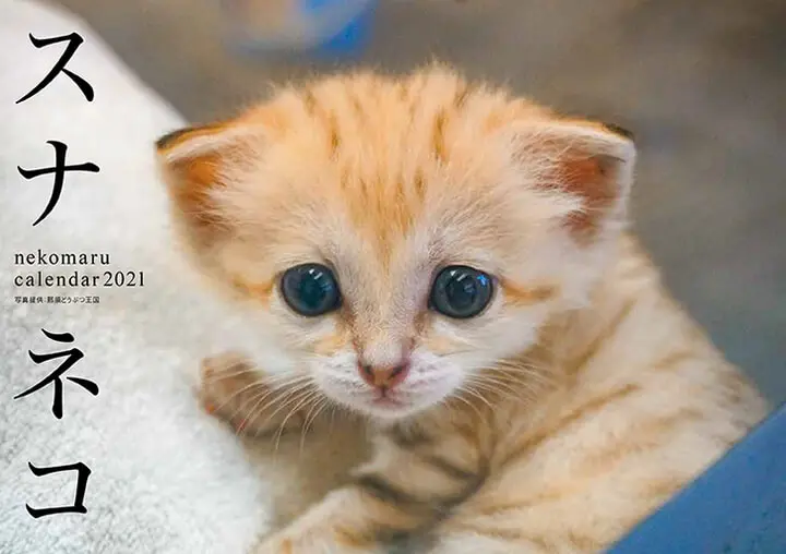 スナネコの特集＆カレンダーもついてくる！みんなで作る猫マガジン