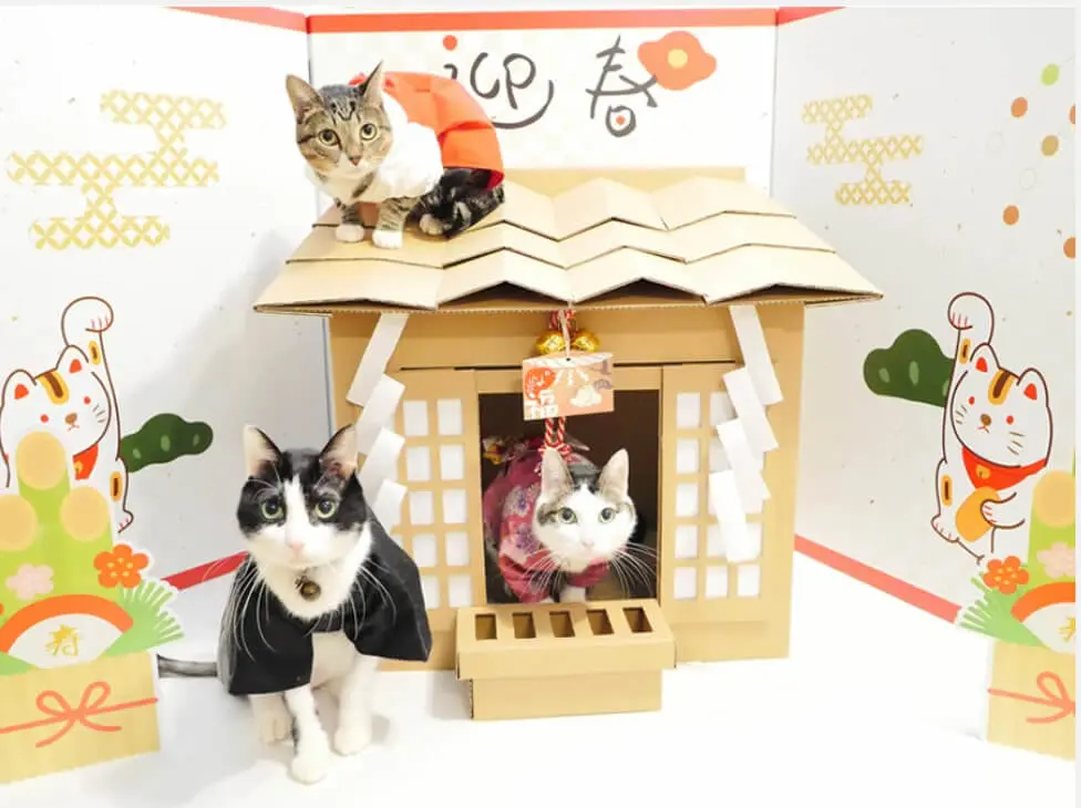 猫専用のコタツが付いてくる和歌山みかんが今年も発売！ネコ神社