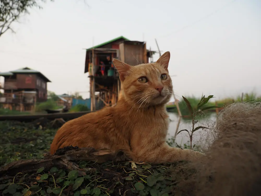 ミャンマーの猫が湖で豪快にダイブ 映画 岩合光昭の世界ネコ歩き 第2弾の予告映像が公開 Cat Press キャットプレス