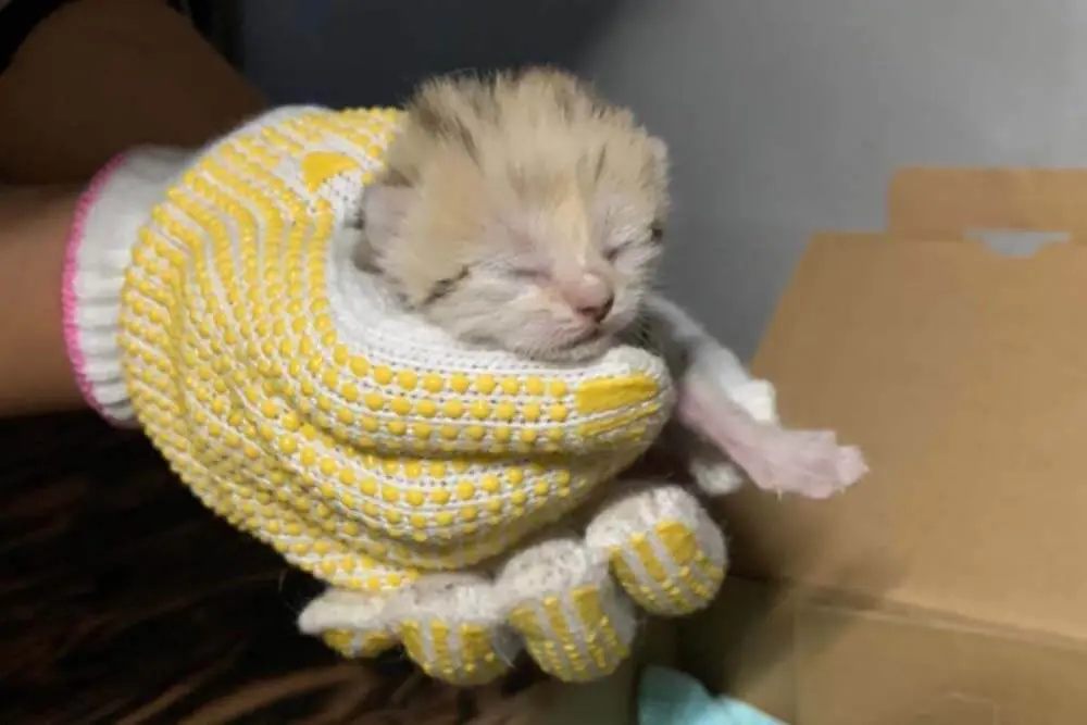 スナネコの育児姿が見られるかも 神戸の動物園が赤ちゃんとママの親子展示をスタート Cat Press