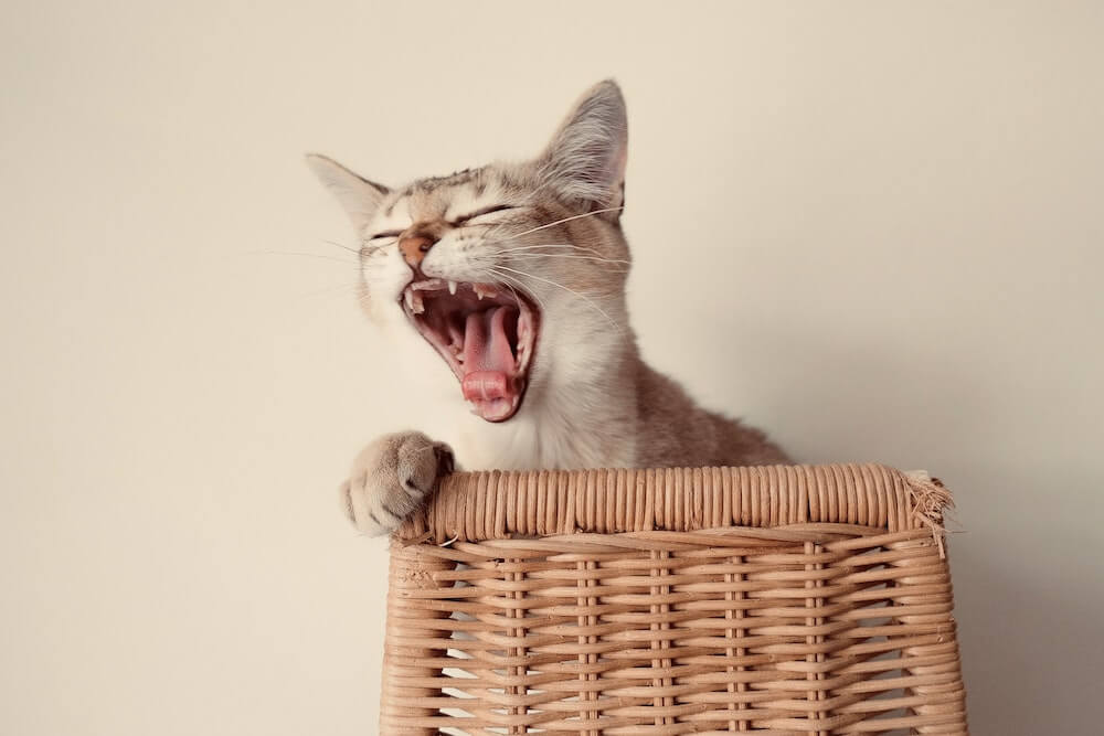 大きく口を開ける猫のイメージ写真