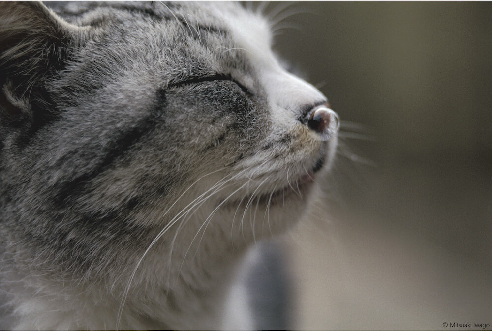 鼻提灯をつけながら眠る猫の横顔 by 岩合光昭ミニ写真展『ねこのとけい』