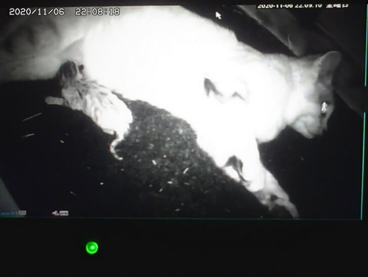 神戸どうぶつ王国で誕生した第2子のオス猫、モニター画面で撮影した誕生直後（生後0日）の状態