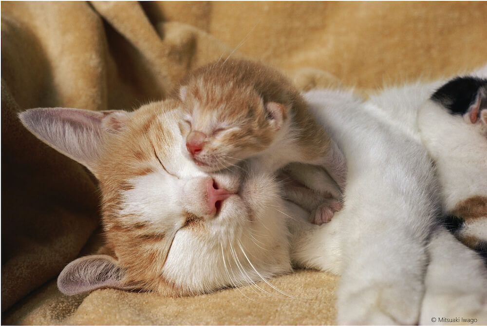 母猫の顔の上で眠る子猫の写真 by 岩合光昭ミニ写真展『ねこのとけい』