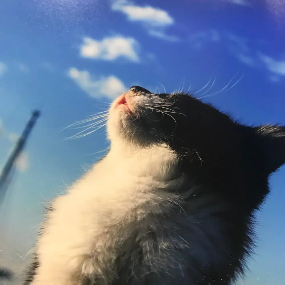 43名のネコ写真家による作品が集結 キヤノンのギャラリーで ねこ写真展 が開催中 Cat Press キャットプレス