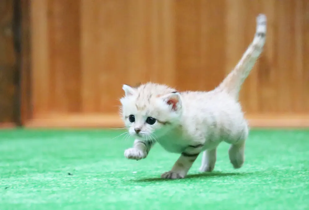 昨年ブレイクした砂漠の天使「スナネコ」待望の写真集が発売！成長記録